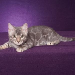 Meet your Posher, Bonnie